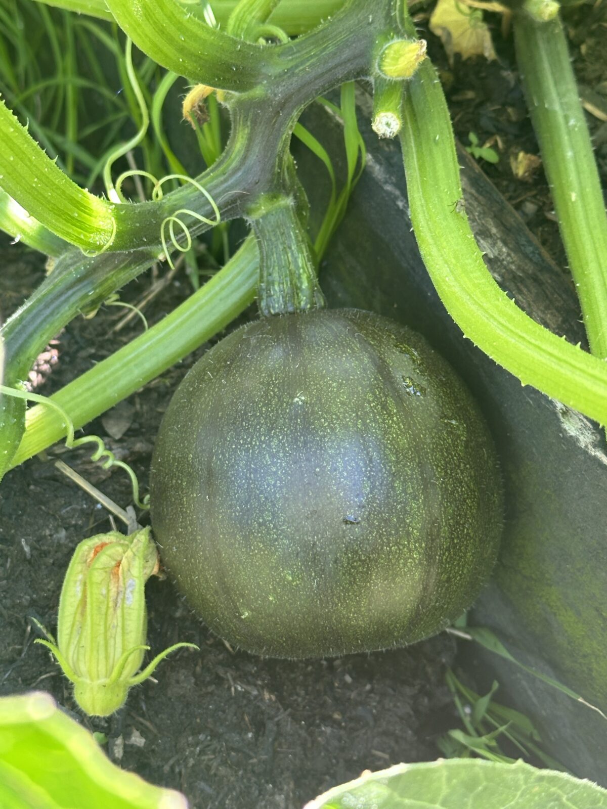 The Long and Short of the Charitable Hand