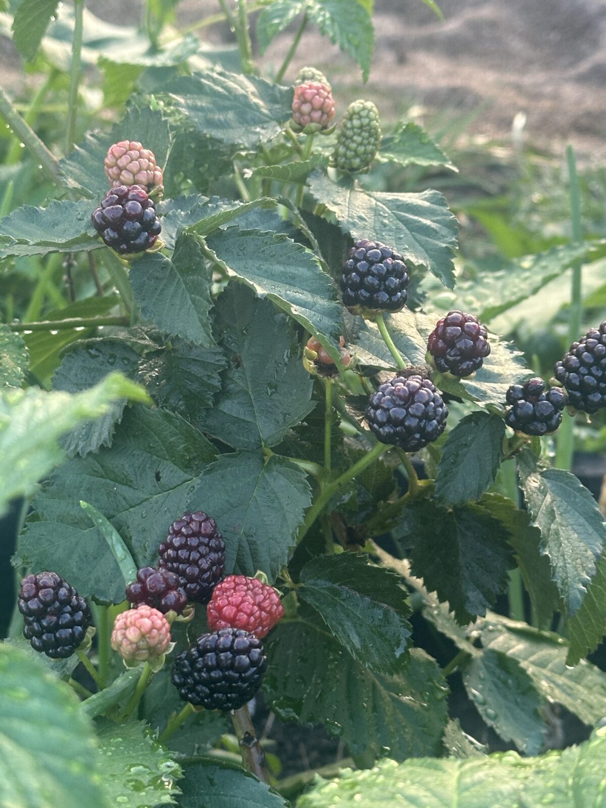 Kindness and Sterness